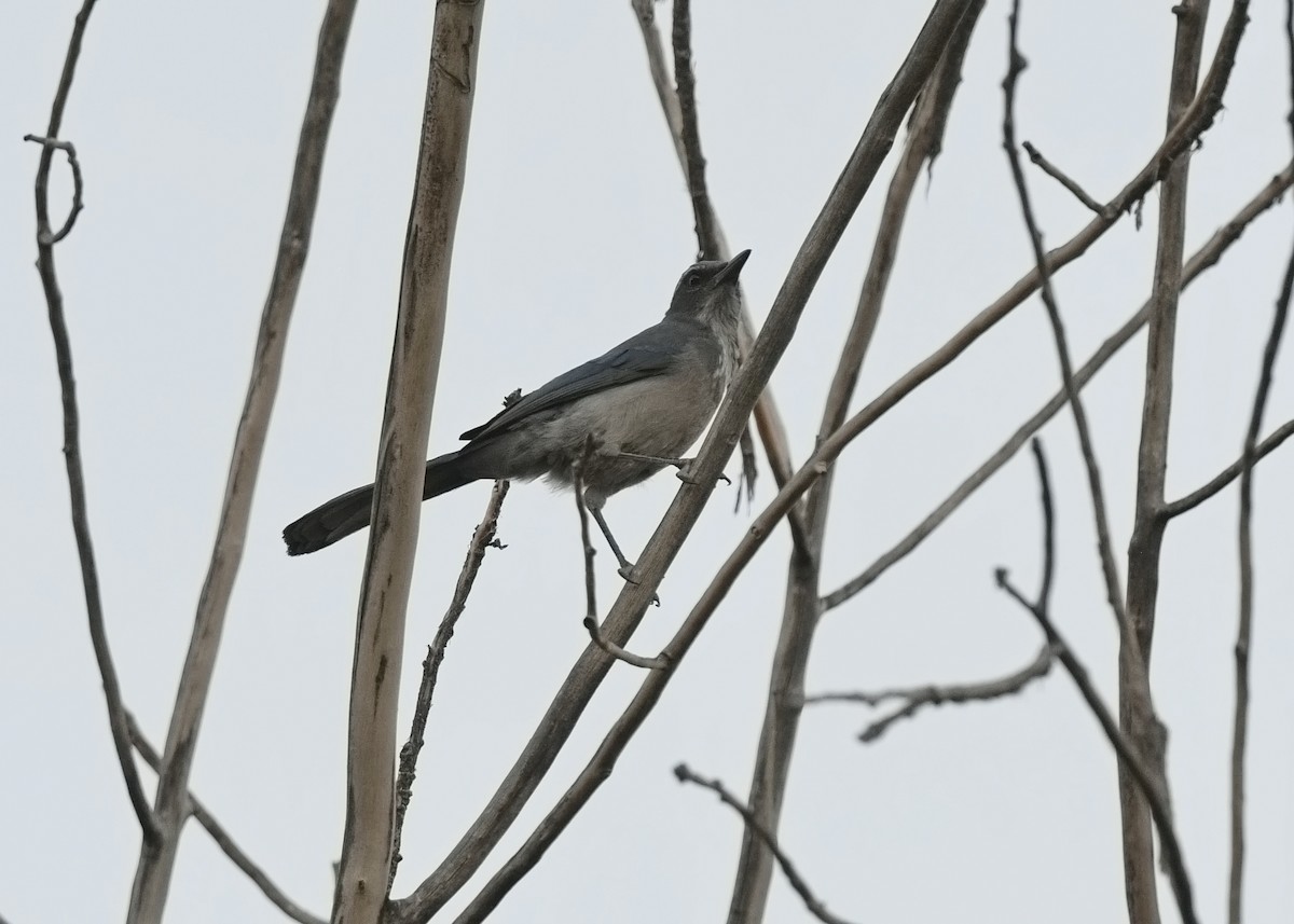 Woodhouse's Scrub-Jay - Rob Lowry