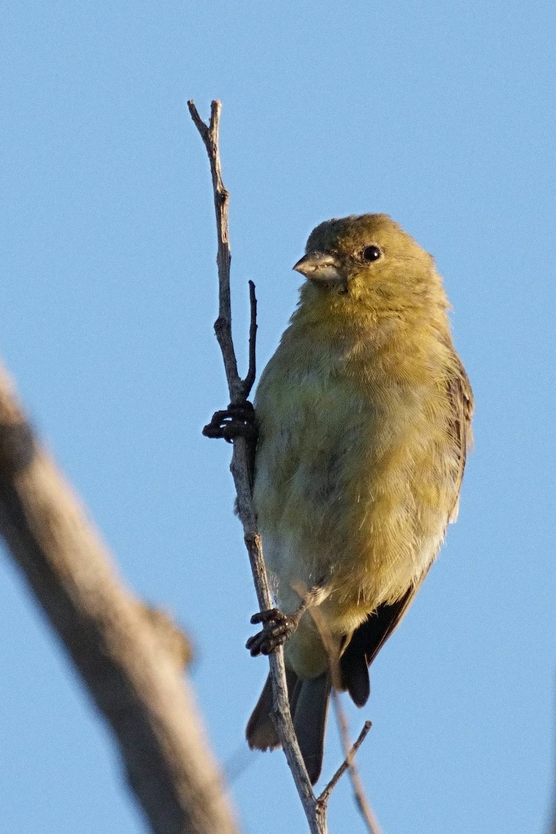 Lesser Goldfinch - ML494656651