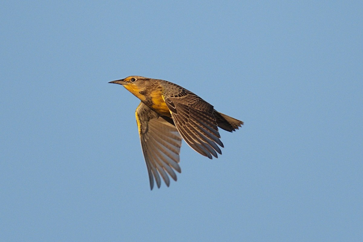 Western Meadowlark - Song Yu