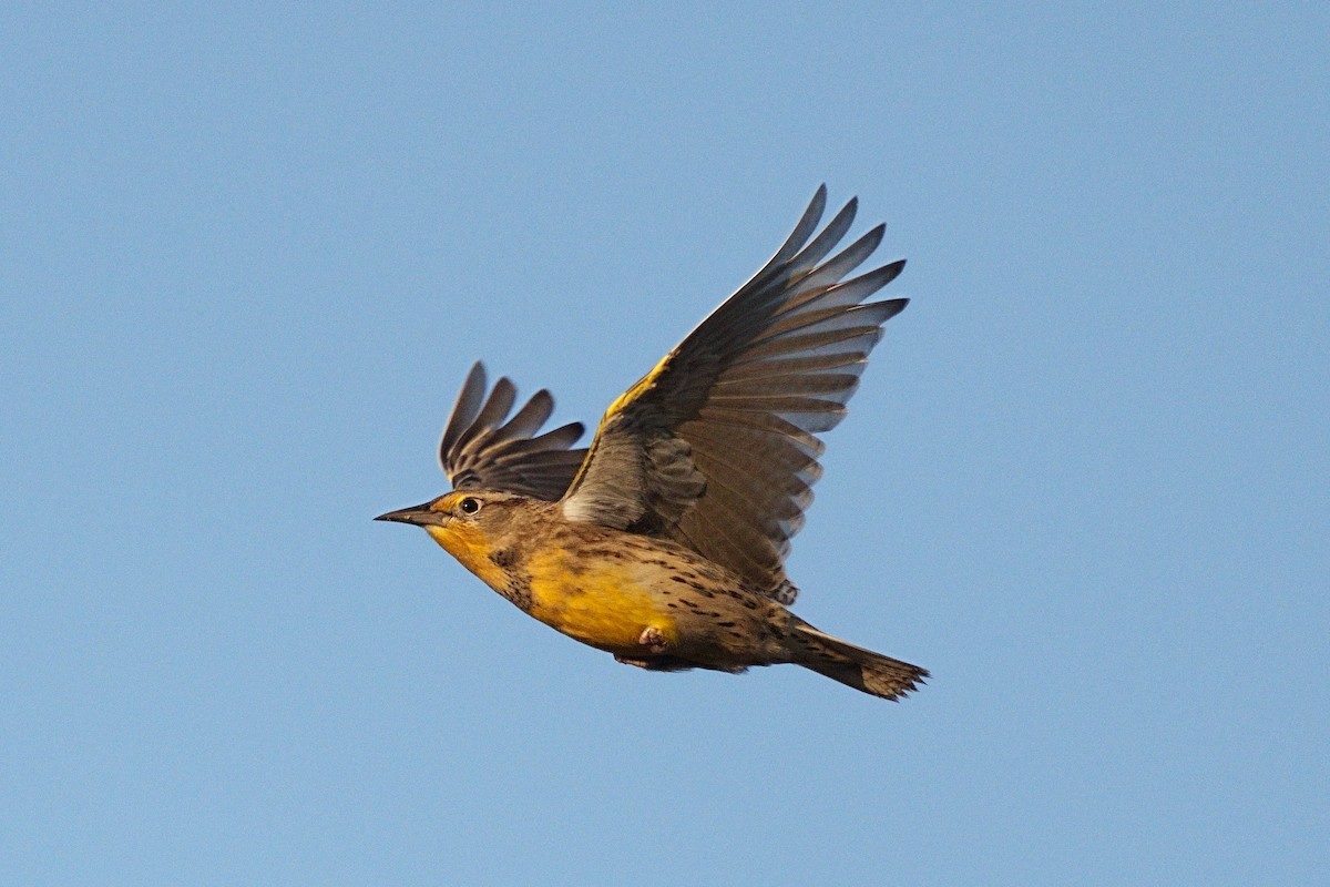 Western Meadowlark - ML494656811