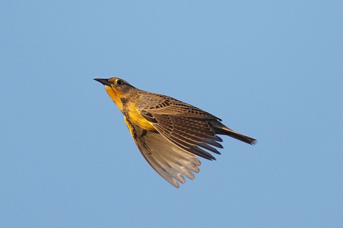 Western Meadowlark - Song Yu