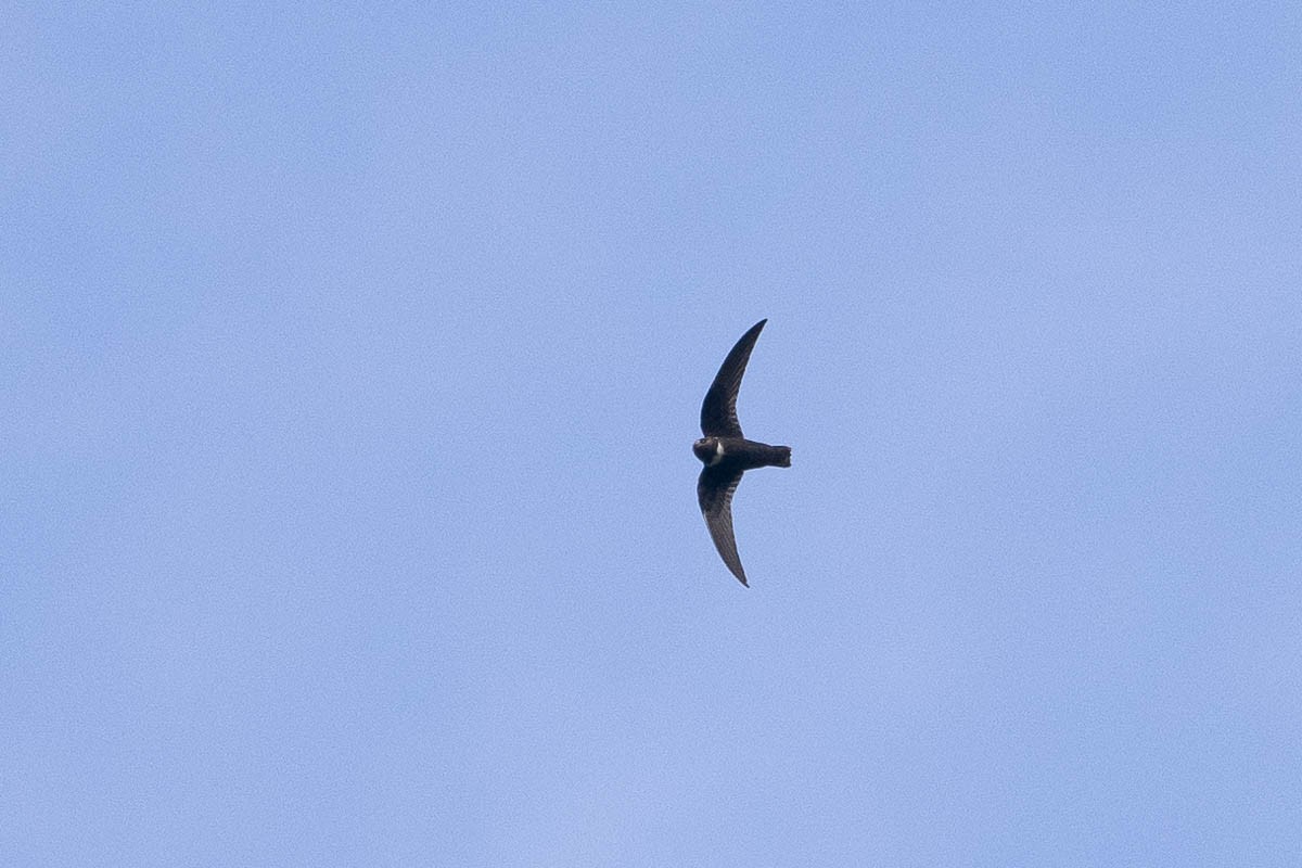 White-chested Swift - Scott Olmstead