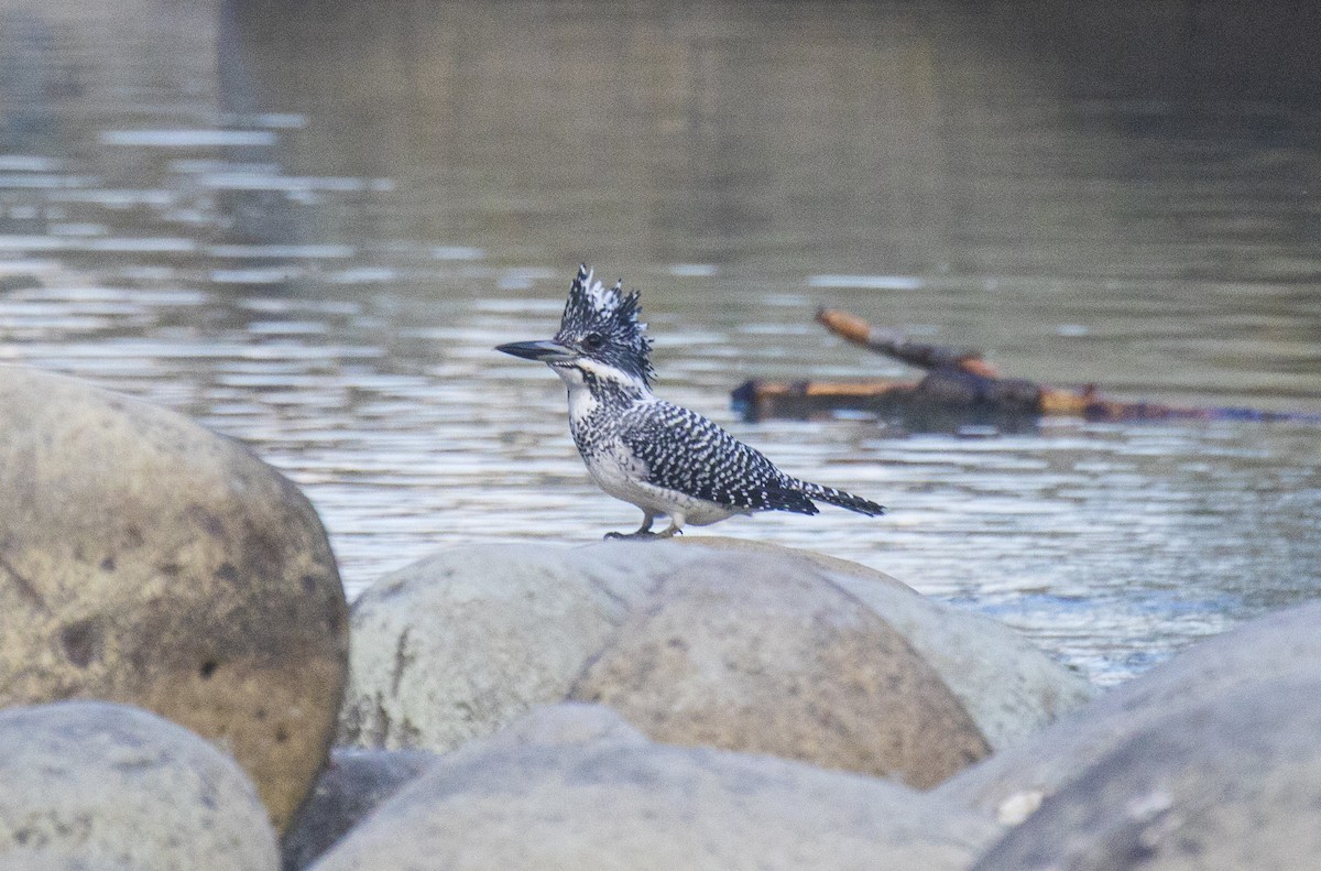 Crested Kingfisher - Waseem Bhat
