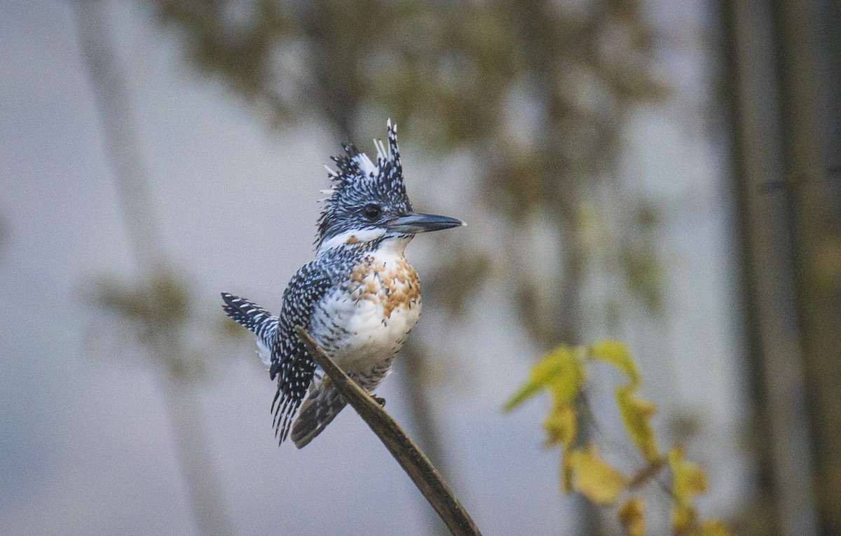 Crested Kingfisher - Waseem Bhat