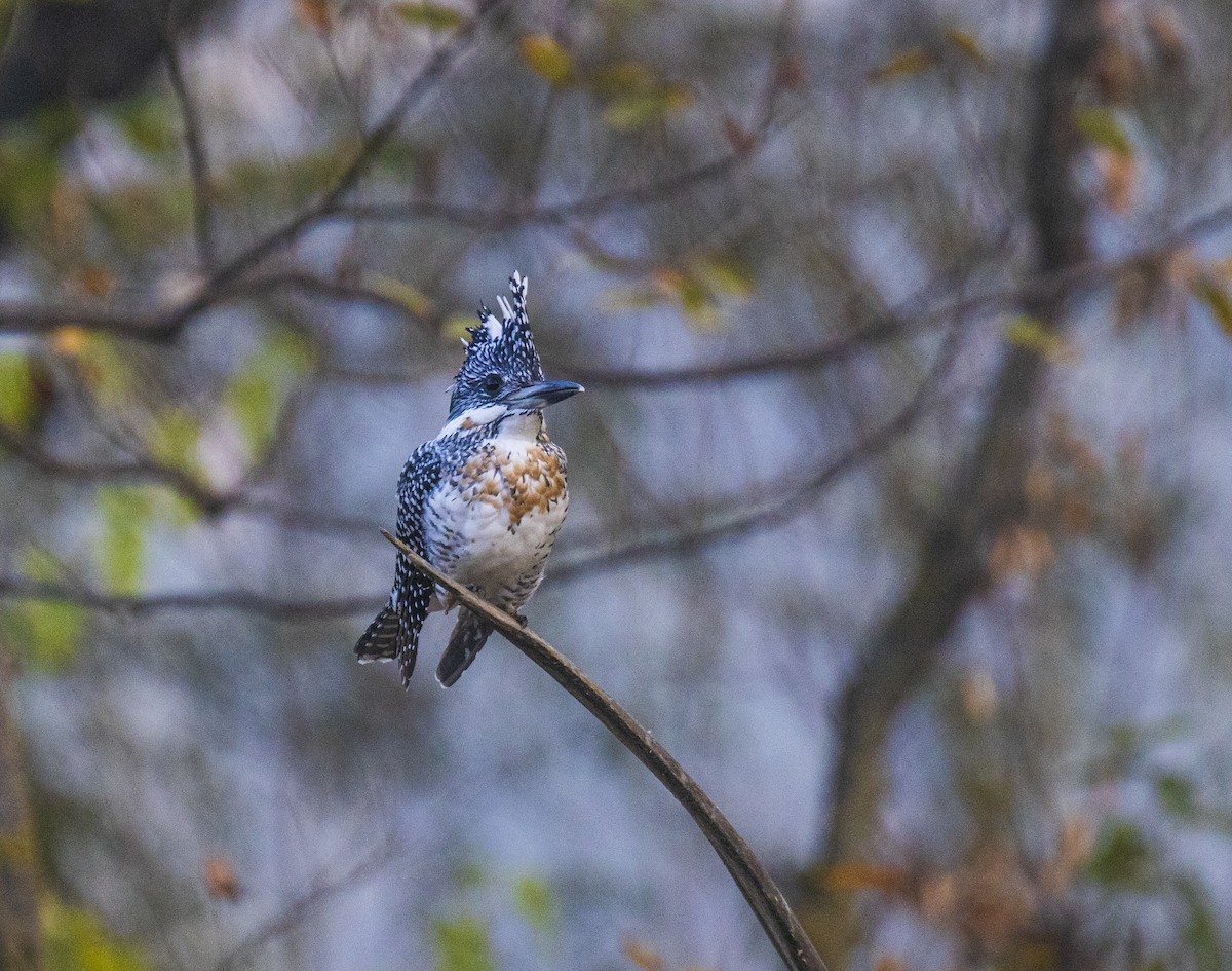 Crested Kingfisher - Waseem Bhat