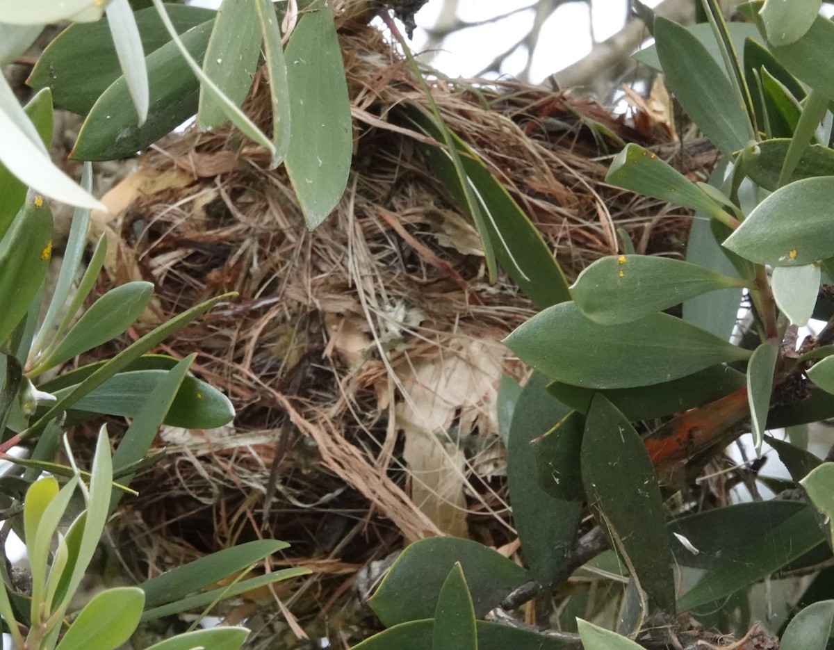 Olive-backed Oriole - ML494659631