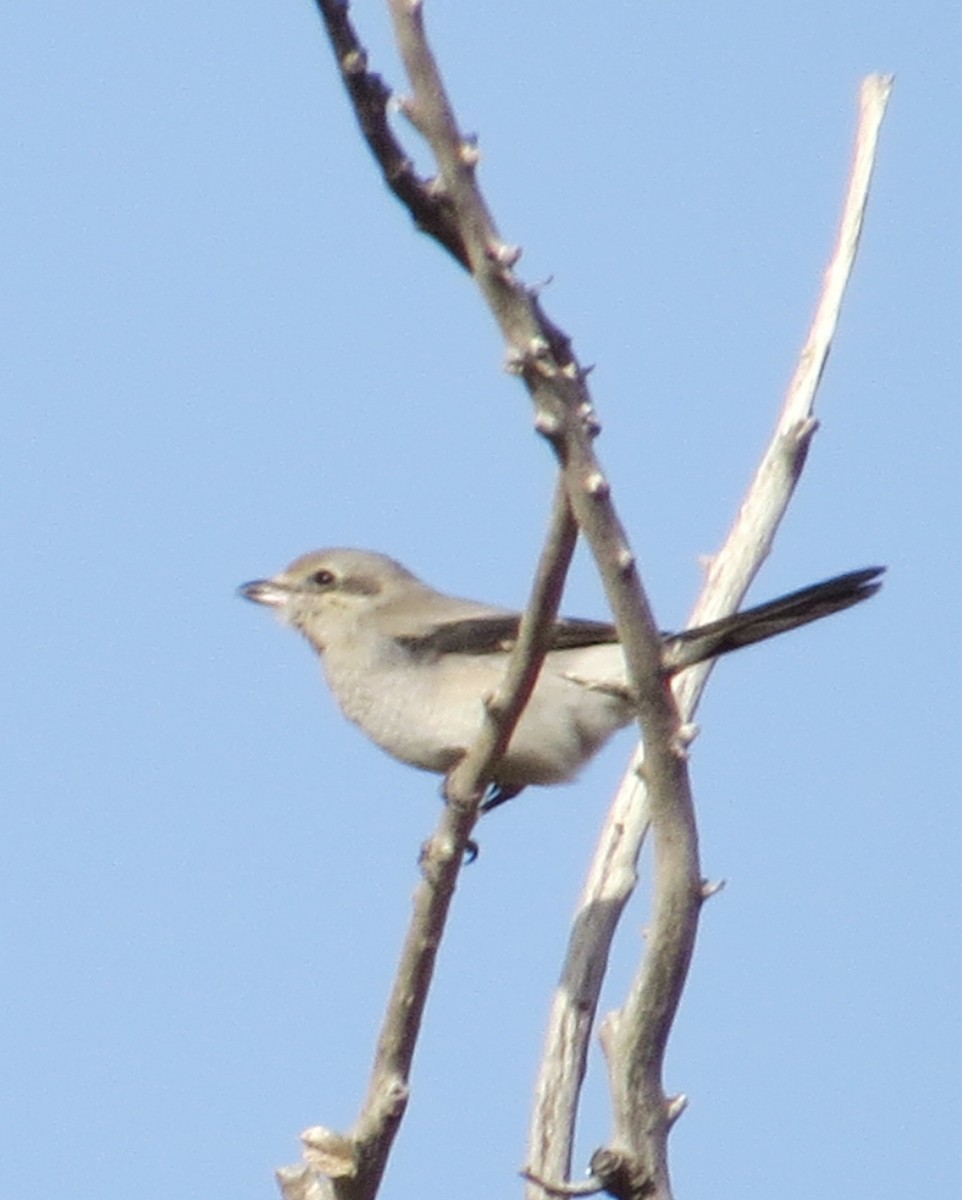 Northern Shrike - Ed Stonick