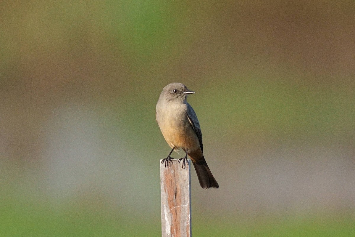 Say's Phoebe - Song Yu