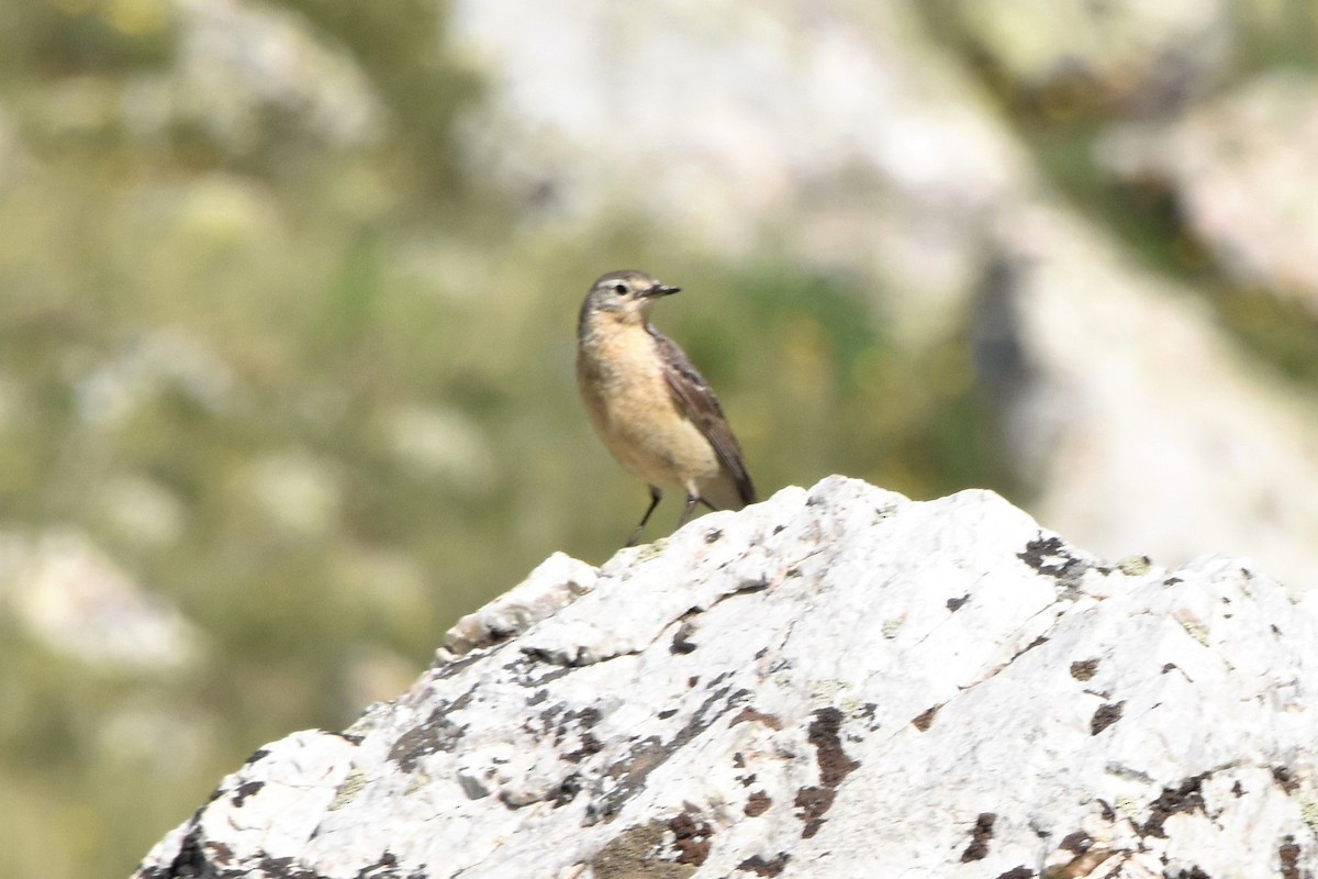 American Pipit - ML494661951