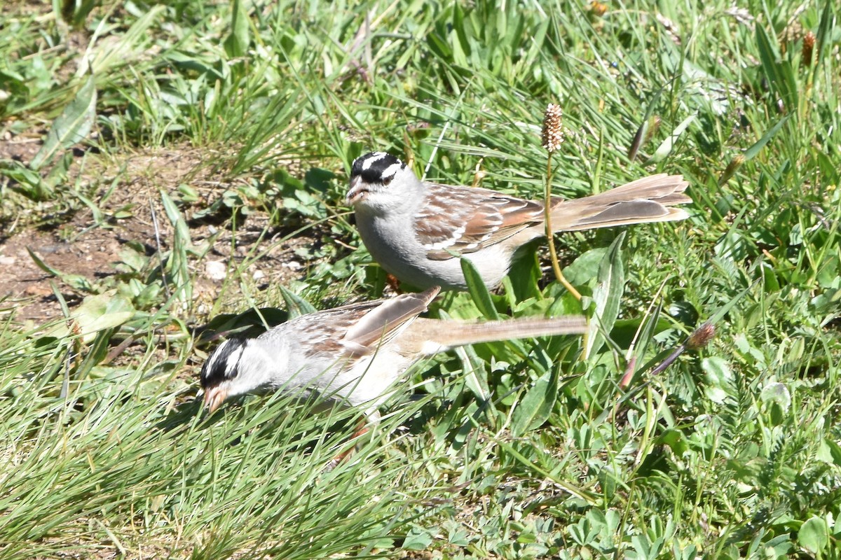 White-crowned Sparrow (oriantha) - ML494662101