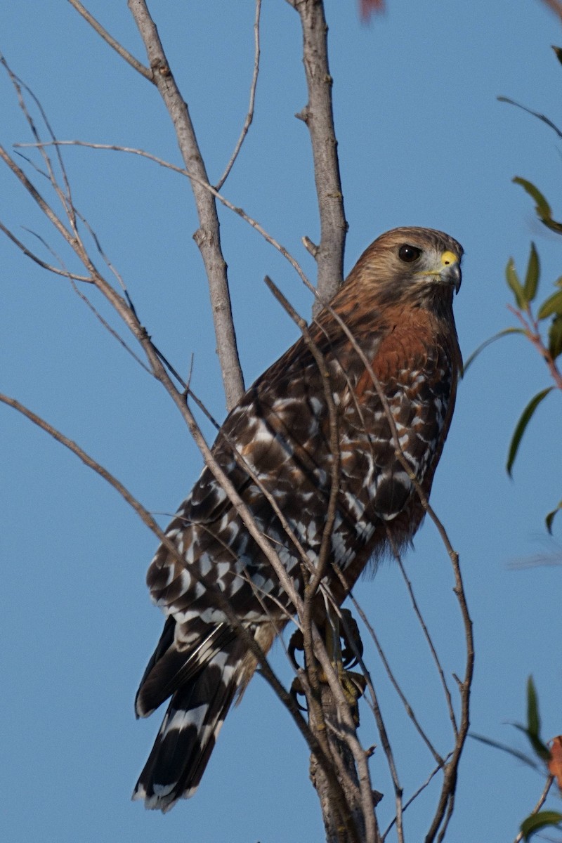 Red-shouldered Hawk - ML494662211