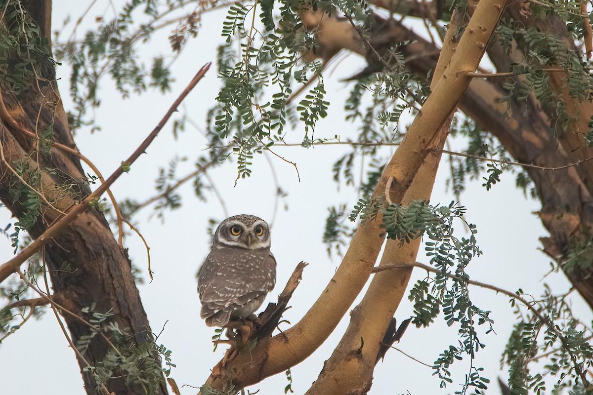 Spotted Owlet - ML494662251