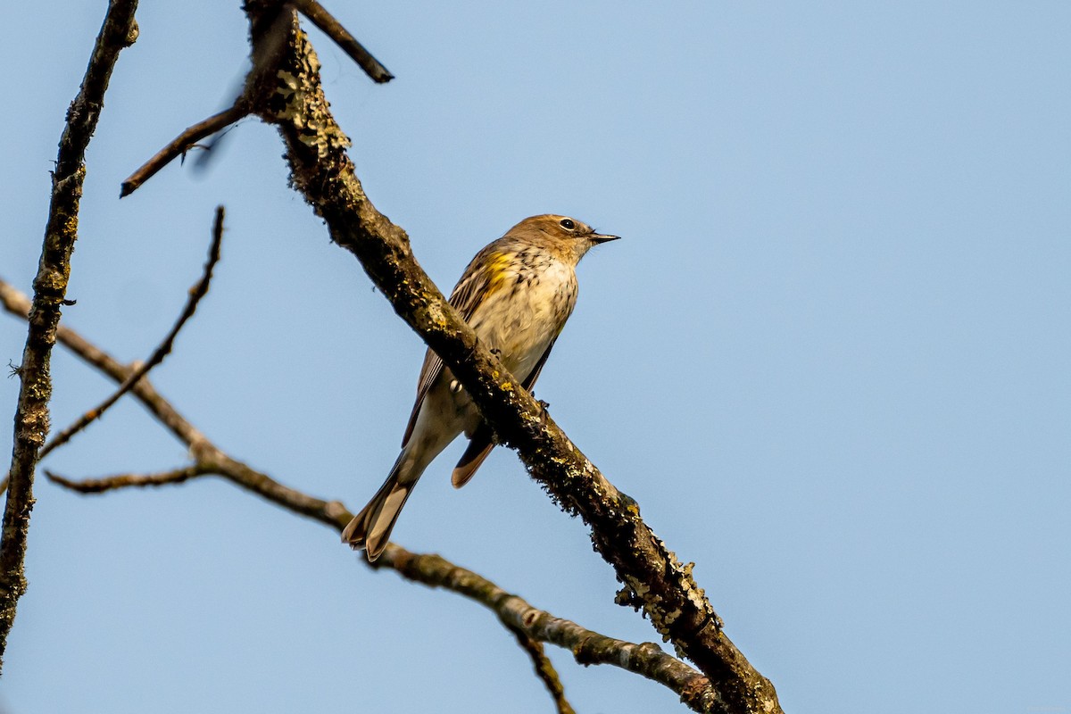 סבכון הכתר - ML494662661