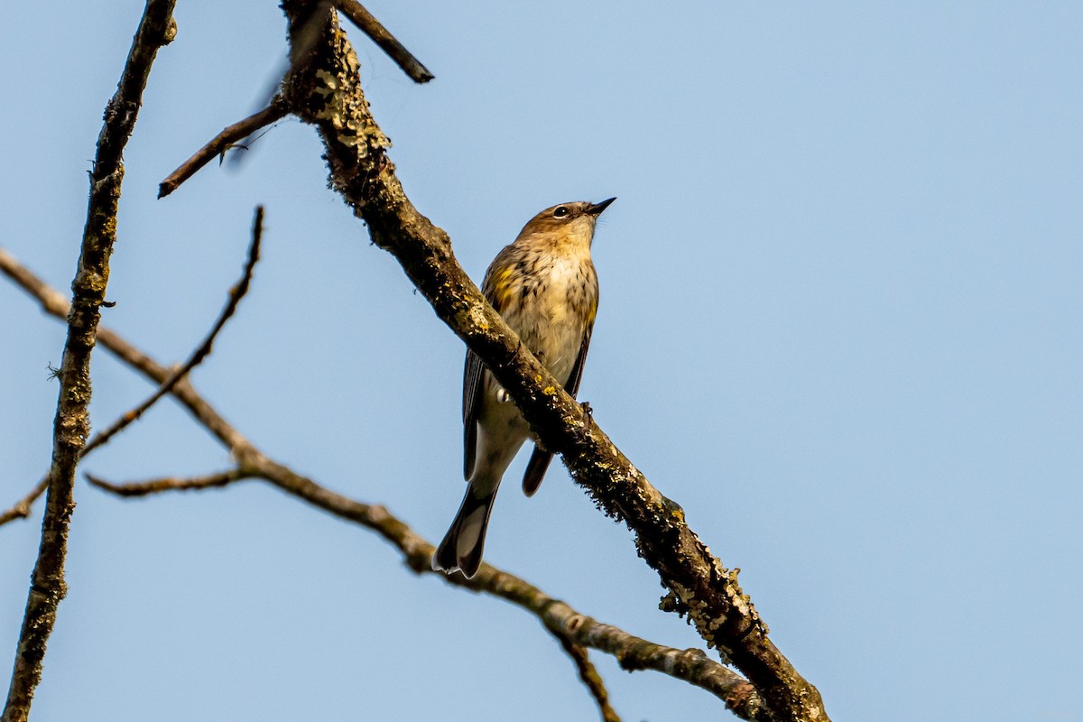 סבכון הכתר - ML494662671