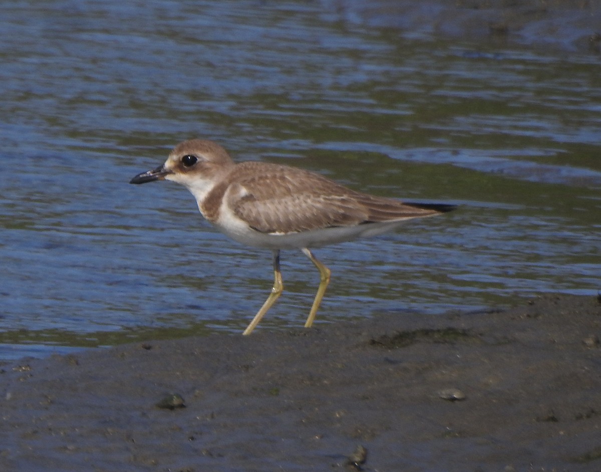 Greater Sand-Plover - Afsar Nayakkan