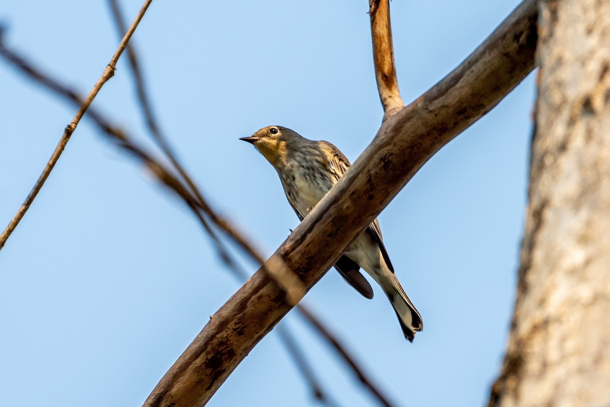 סבכון הכתר - ML494663291