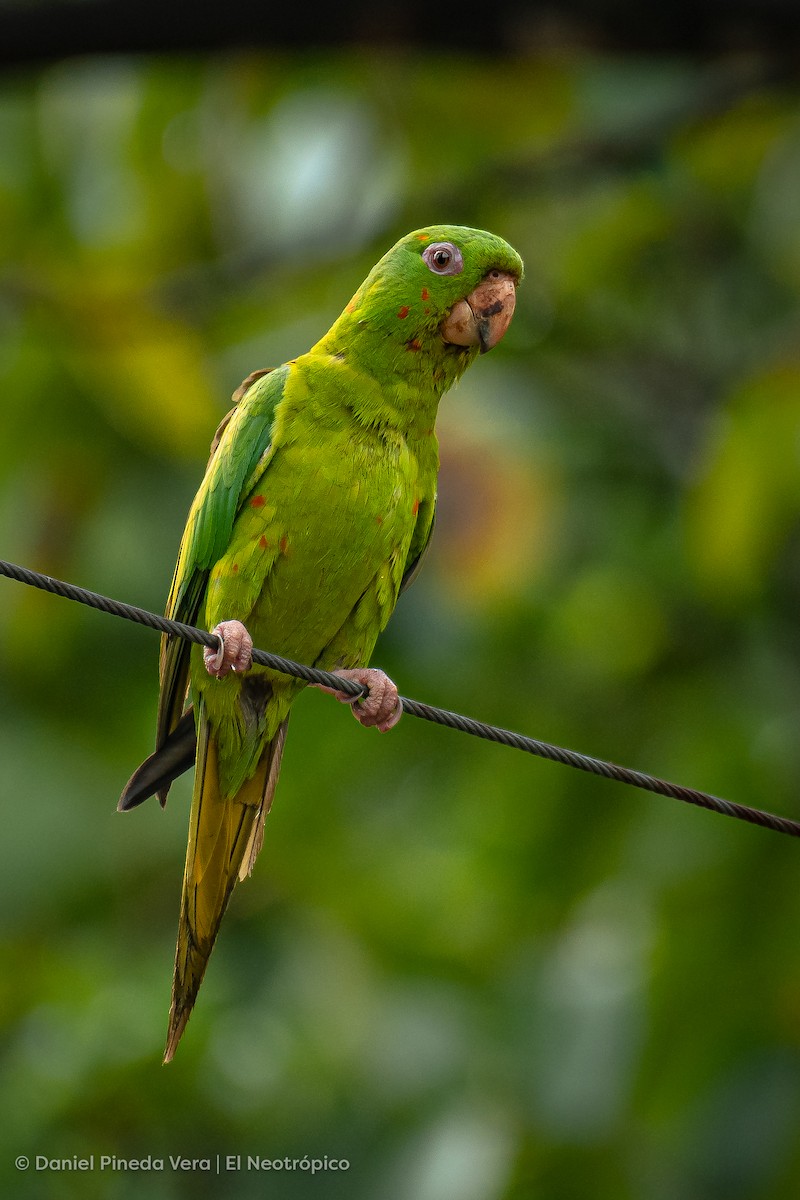 Meksika Yeşil Papağanı - ML494663511