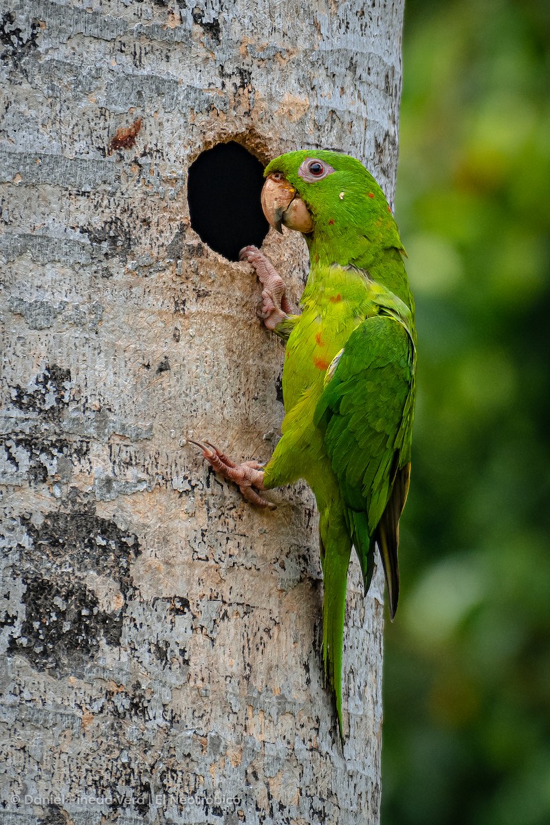 Meksika Yeşil Papağanı - ML494663521