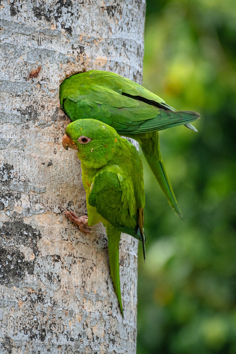 Meksika Yeşil Papağanı - ML494663571