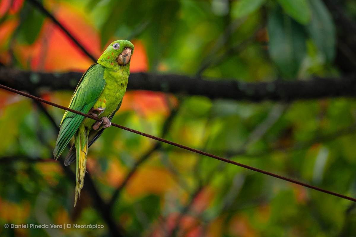 Meksika Yeşil Papağanı - ML494663581