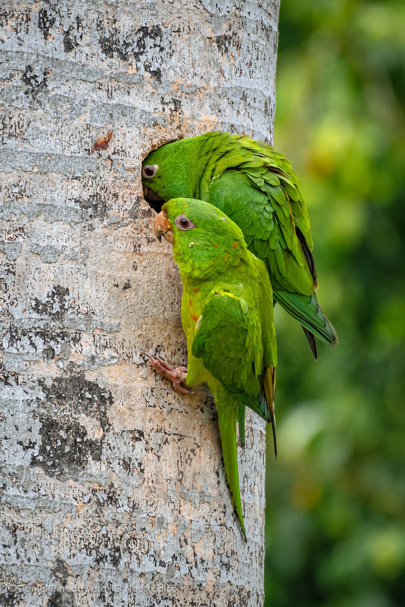Meksika Yeşil Papağanı - ML494663591