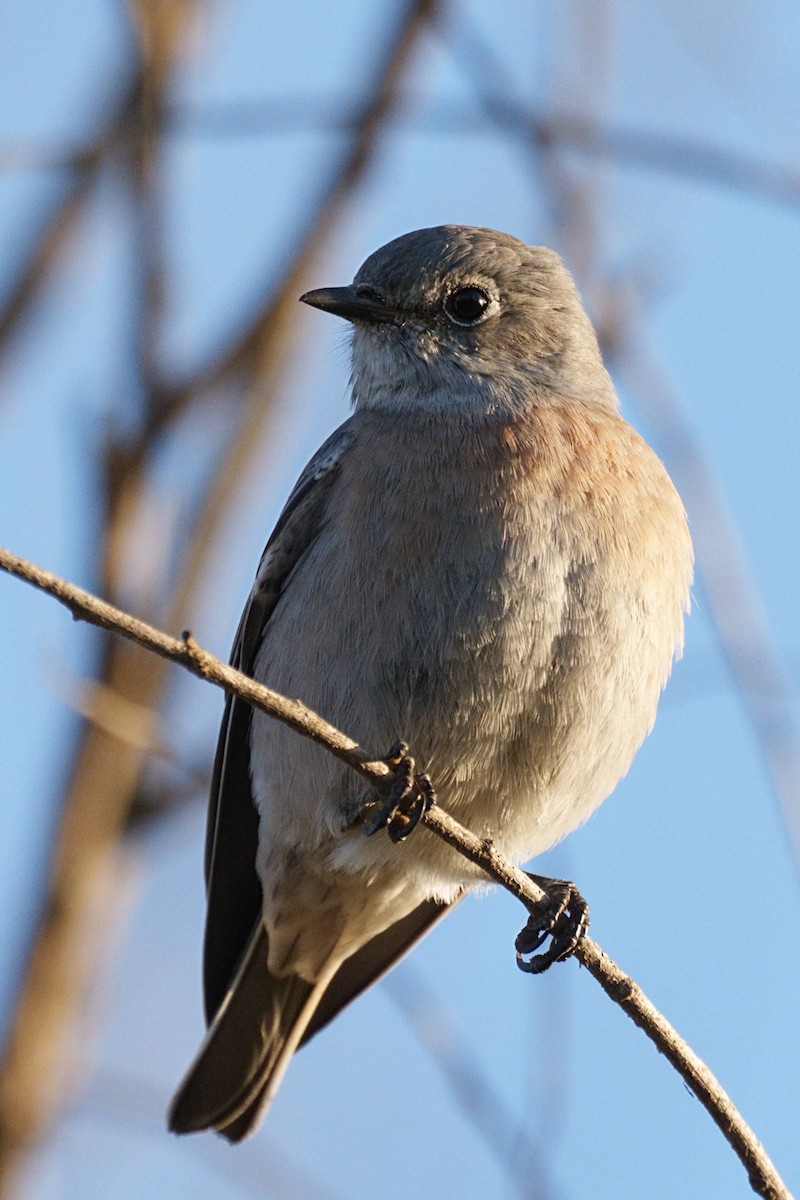 Western Bluebird - ML494664121