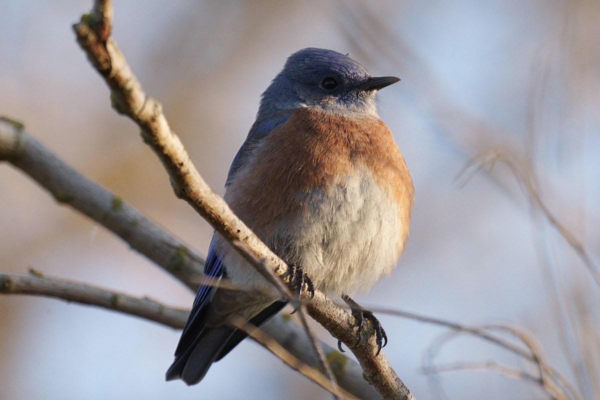 Western Bluebird - ML494664131