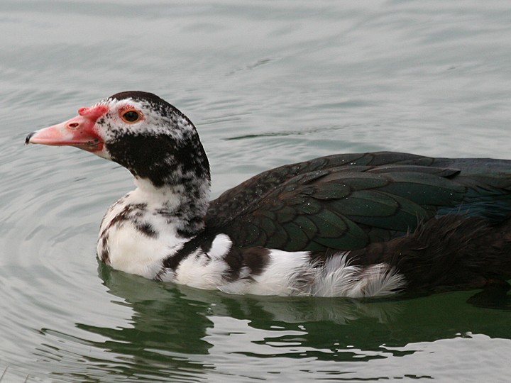 Muscovy Duck (Domestic type) - ML494665361