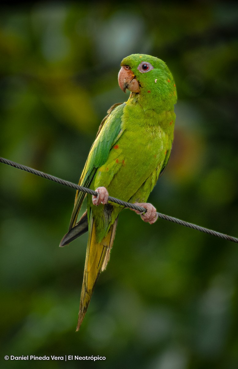 Meksika Yeşil Papağanı - ML494665831