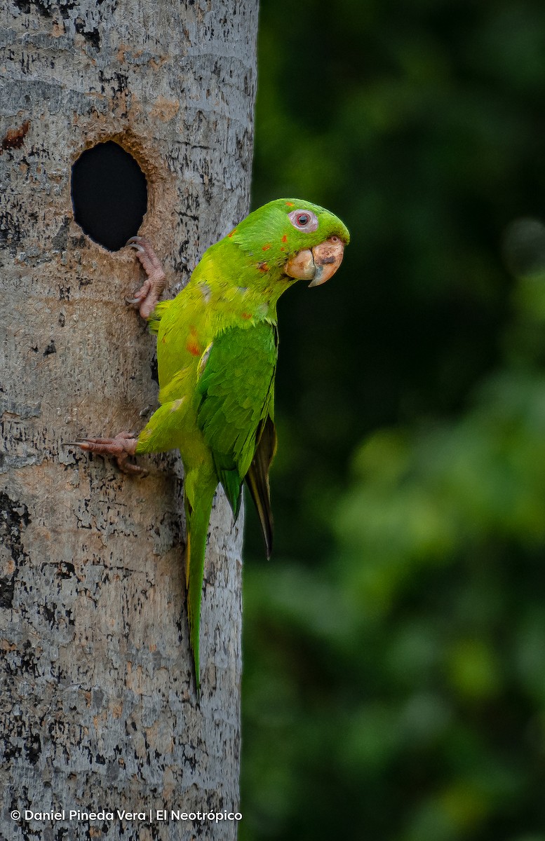 Meksika Yeşil Papağanı - ML494665841