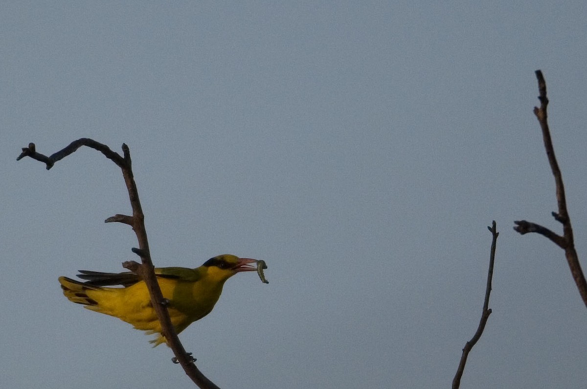 Black-naped Oriole - Arpit Deomurari