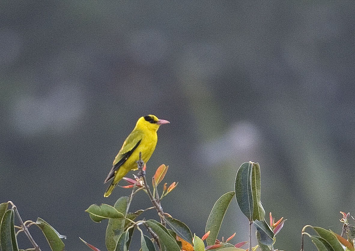 Black-naped Oriole - ML494666311