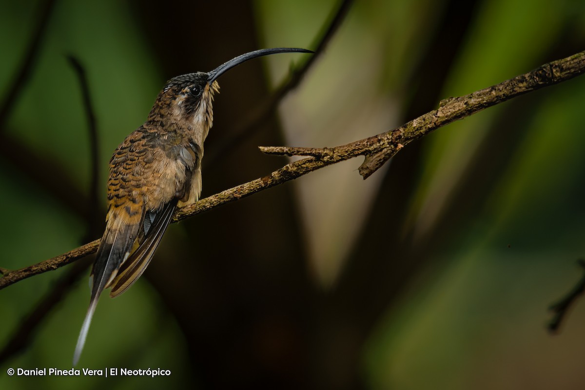 Long-billed Hermit - Daniel Pineda Vera