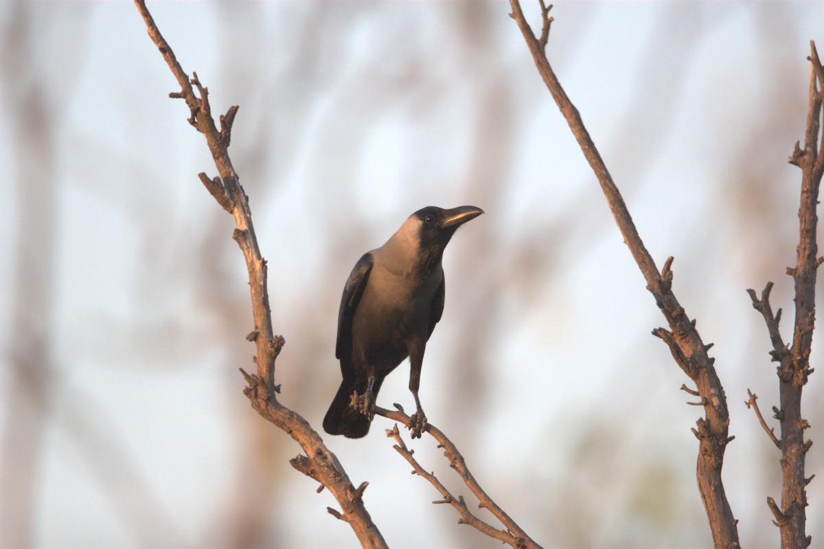 House Crow - Arpit Deomurari