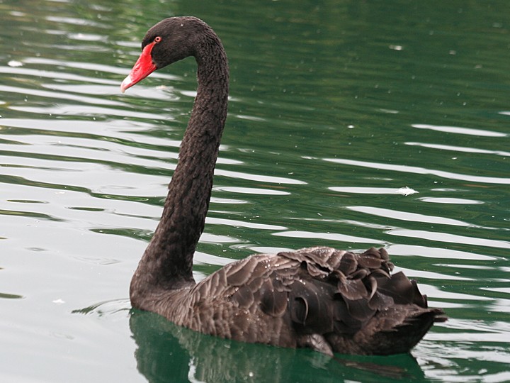 Black Swan - ML494666441