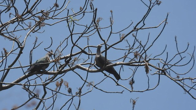 Pink-headed Imperial-Pigeon - ML494666881