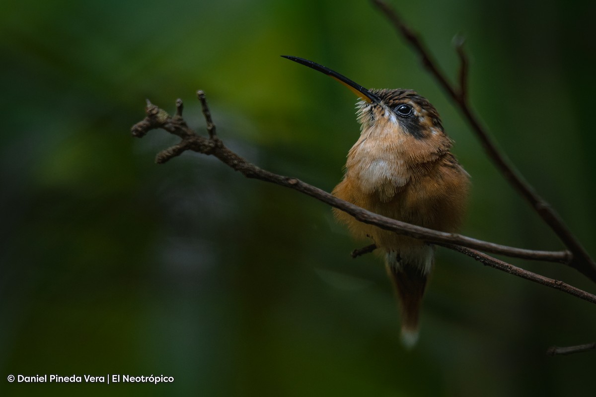 Stripe-throated Hermit - Daniel Pineda Vera