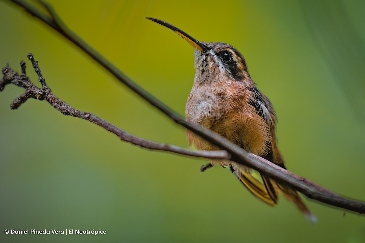 Streifenkehl-Schattenkolibri - ML494667491