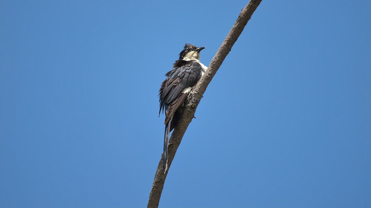 Pied Cuckoo - ML494668191