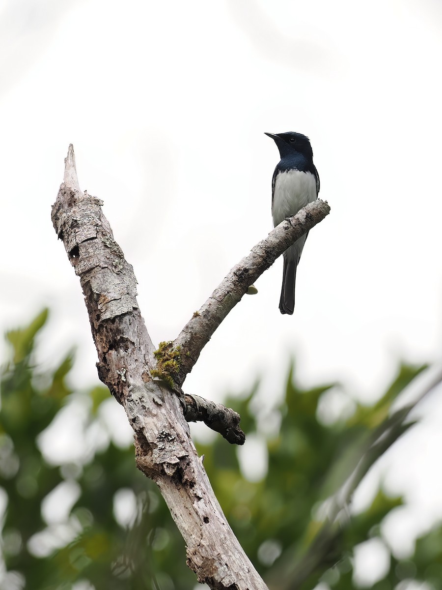 Satin Flycatcher - ML494668321