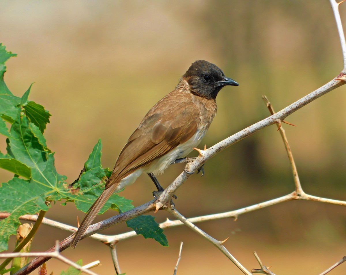 bulbul zahradní (ssp. somaliensis) - ML494668391