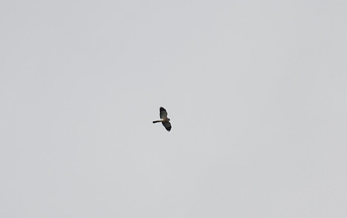 Chinese Sparrowhawk - Saswat Mishra