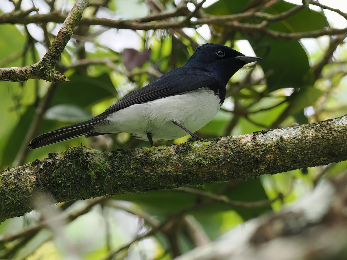Satin Flycatcher - ML494669931
