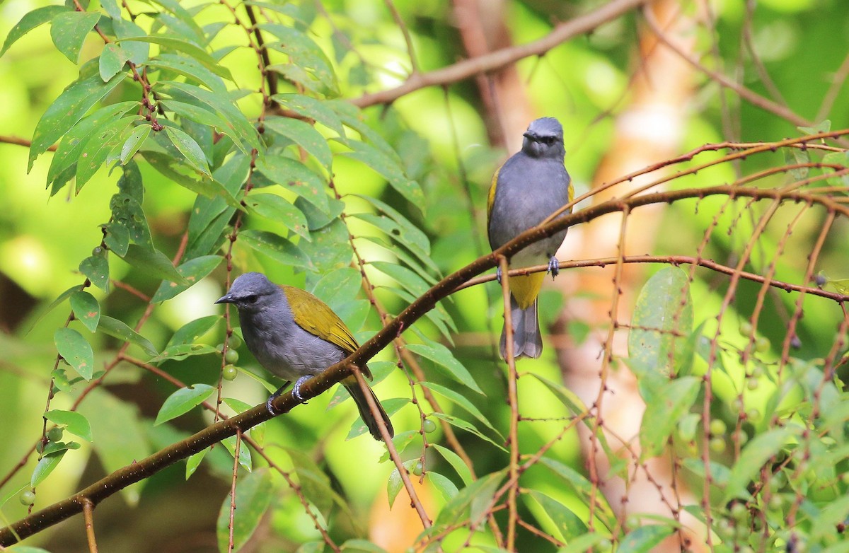 Gray-bellied Bulbul - ML49467171