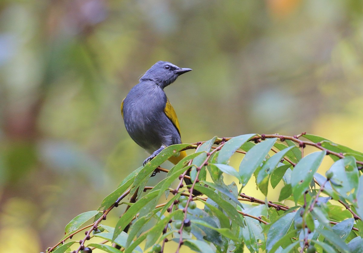 Gray-bellied Bulbul - ML49467181