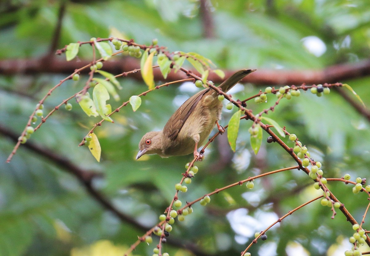 Red-eyed Bulbul - ML49467191