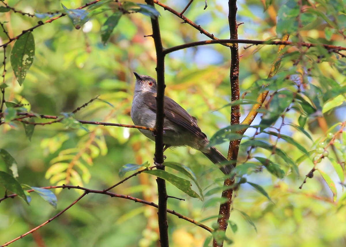 Bulbul oeil-de-feu - ML49467201