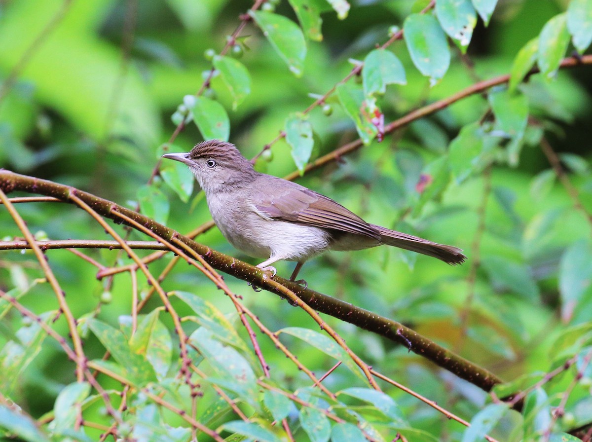 Buff-vented Bulbul - ML49467241