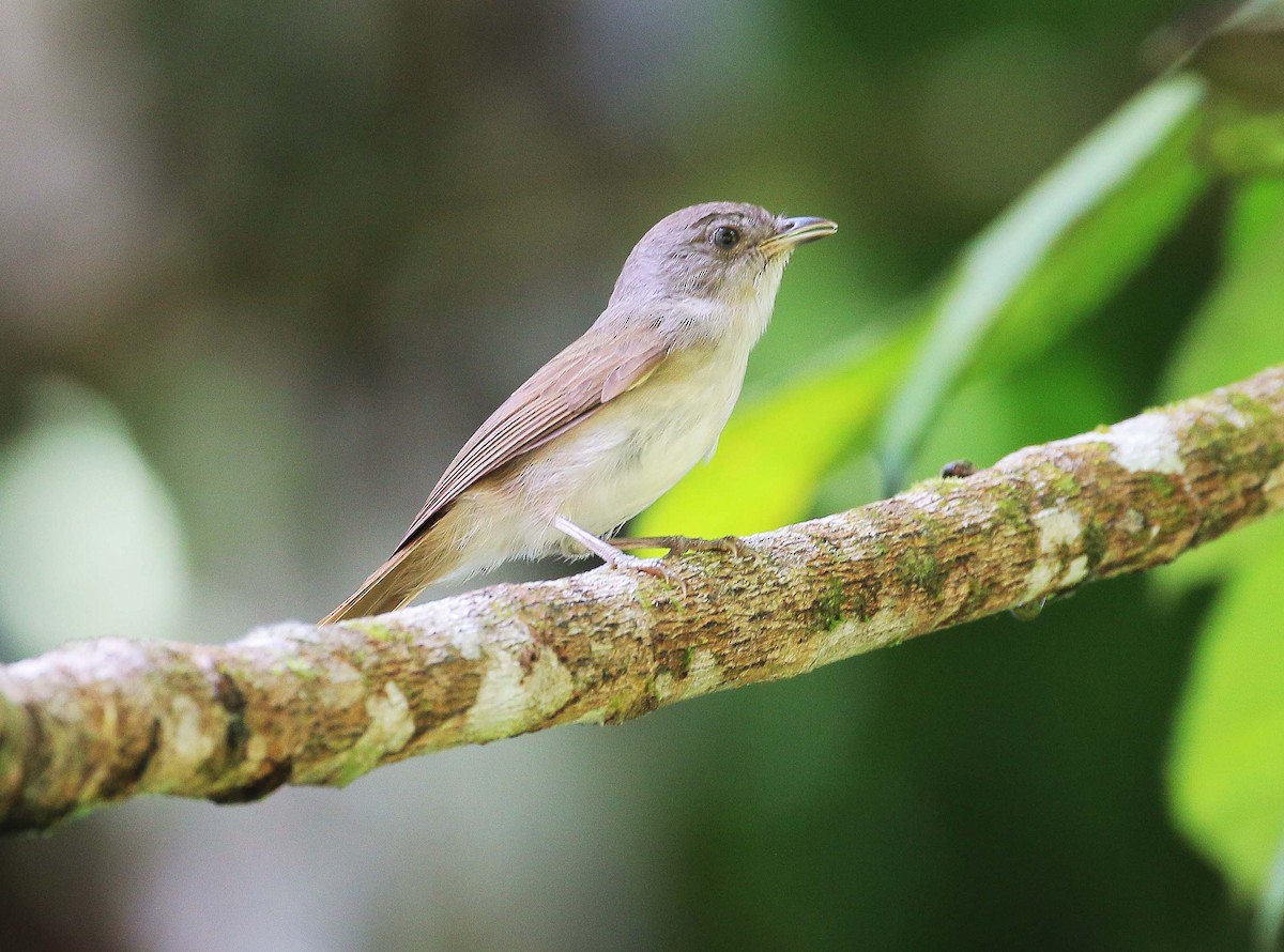 Brown Fulvetta - ML49467251