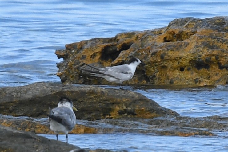 Common Tern - ML494674241